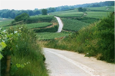 Route touristique au milieu des vignes