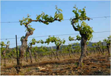 Trellising vineyard
