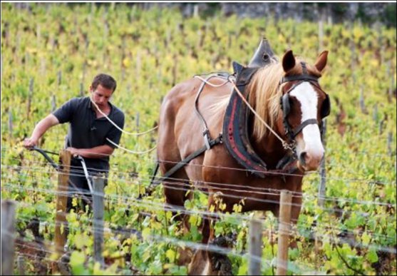 Work with a horse in the vineyard