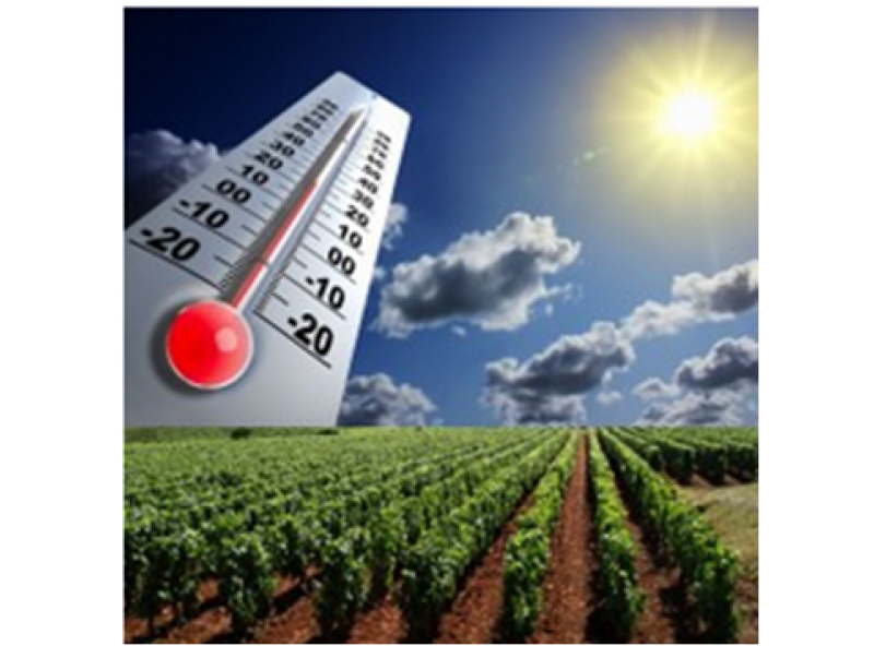 Les dfis du rchauffement climatique pour la viticulture