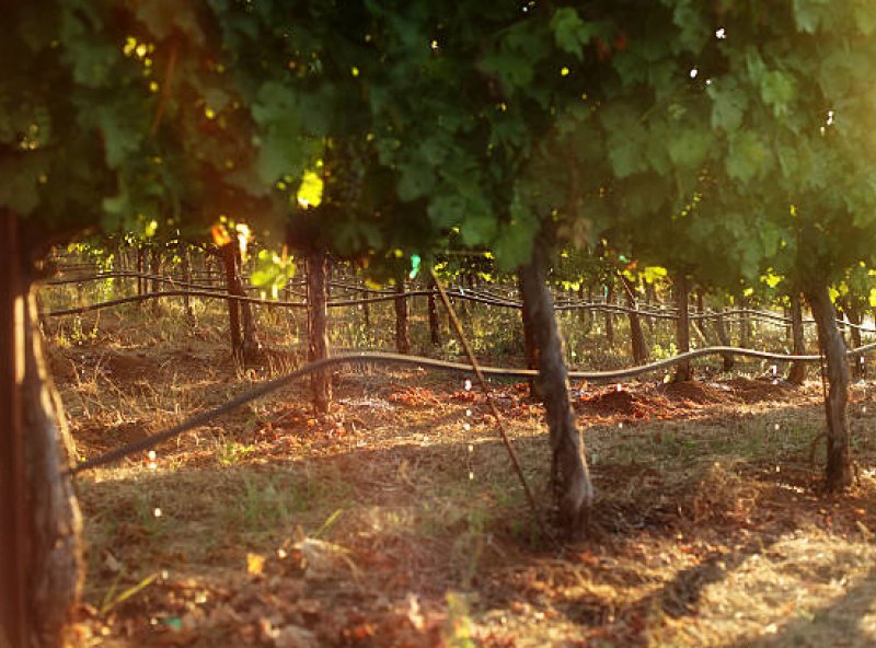 L'arrosage des vignes: un point pratique et thorique