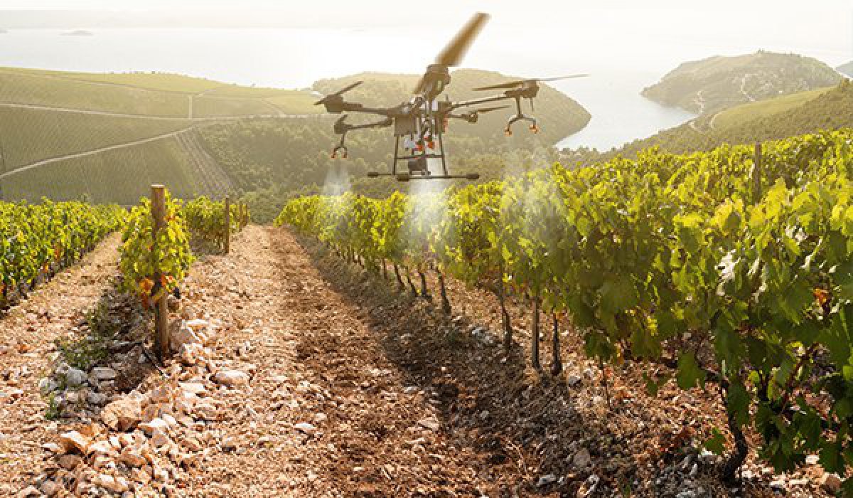 Drones dans la vigne