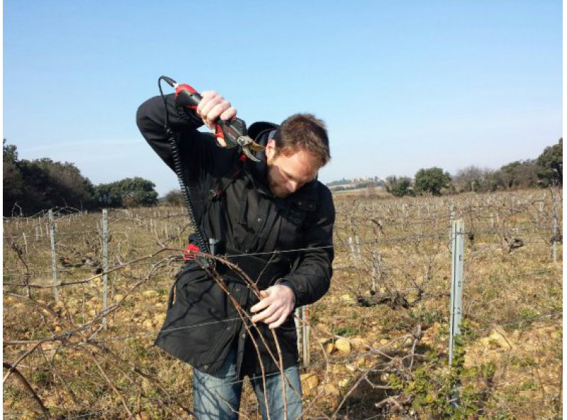 Pruning - A strategic work in the vineyard