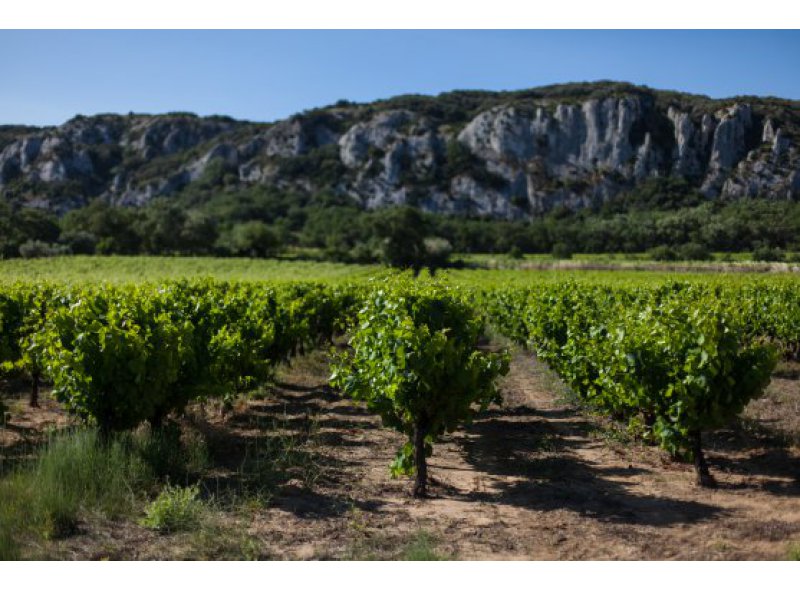Resistant grape varieties : are there the ecological future of vineyards ?
